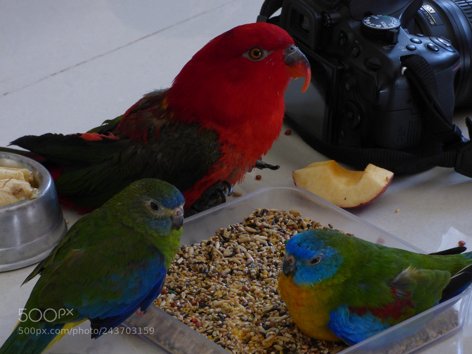 Panasonic Lumix DMC-FZ70 sample photo. P photography