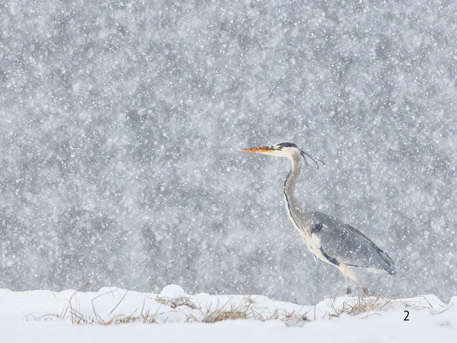 Canon EOS-1D X sample photo. Heron in winter snowfall photography