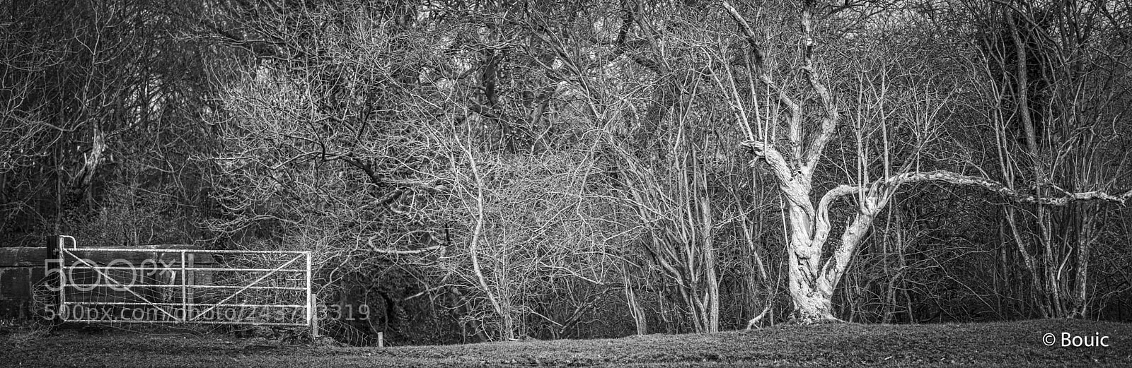 Leica SL (Typ 601) sample photo. The twisted tree and photography
