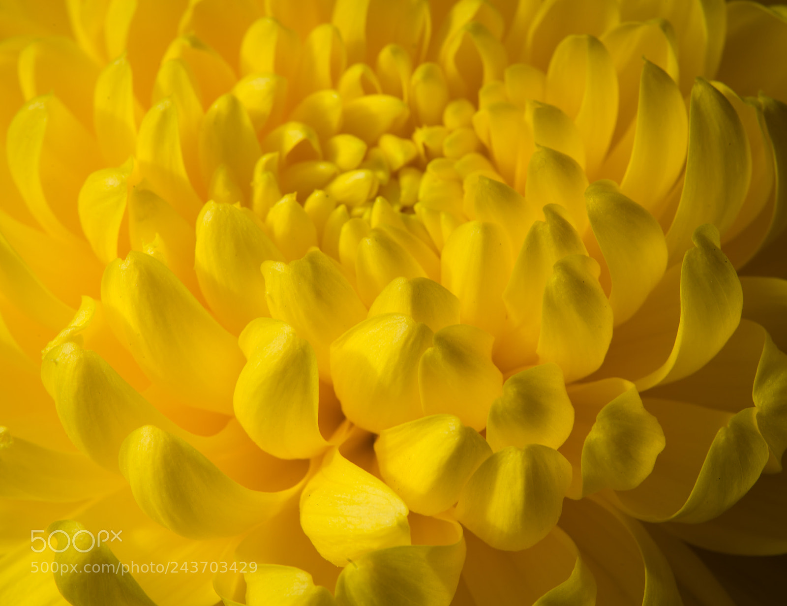 Nikon D800 sample photo. Chrysanthemum photography