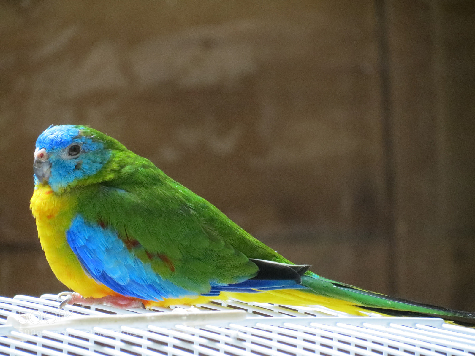 Canon PowerShot SX40 HS sample photo. Img photography