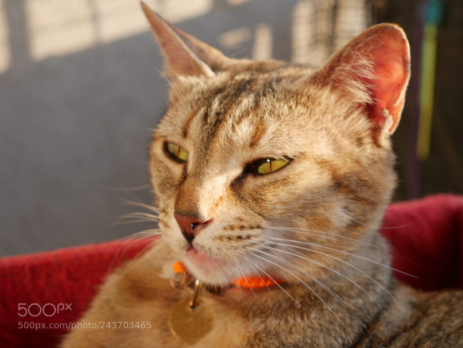 Panasonic Lumix DMC-G7 sample photo. P photography