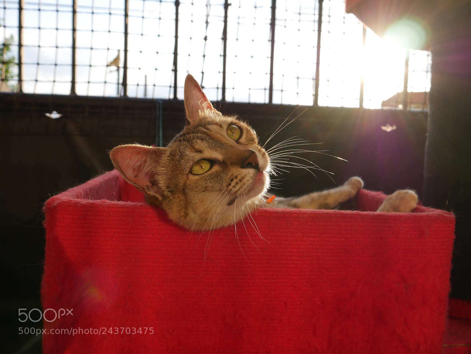Panasonic Lumix DMC-G7 sample photo. P photography