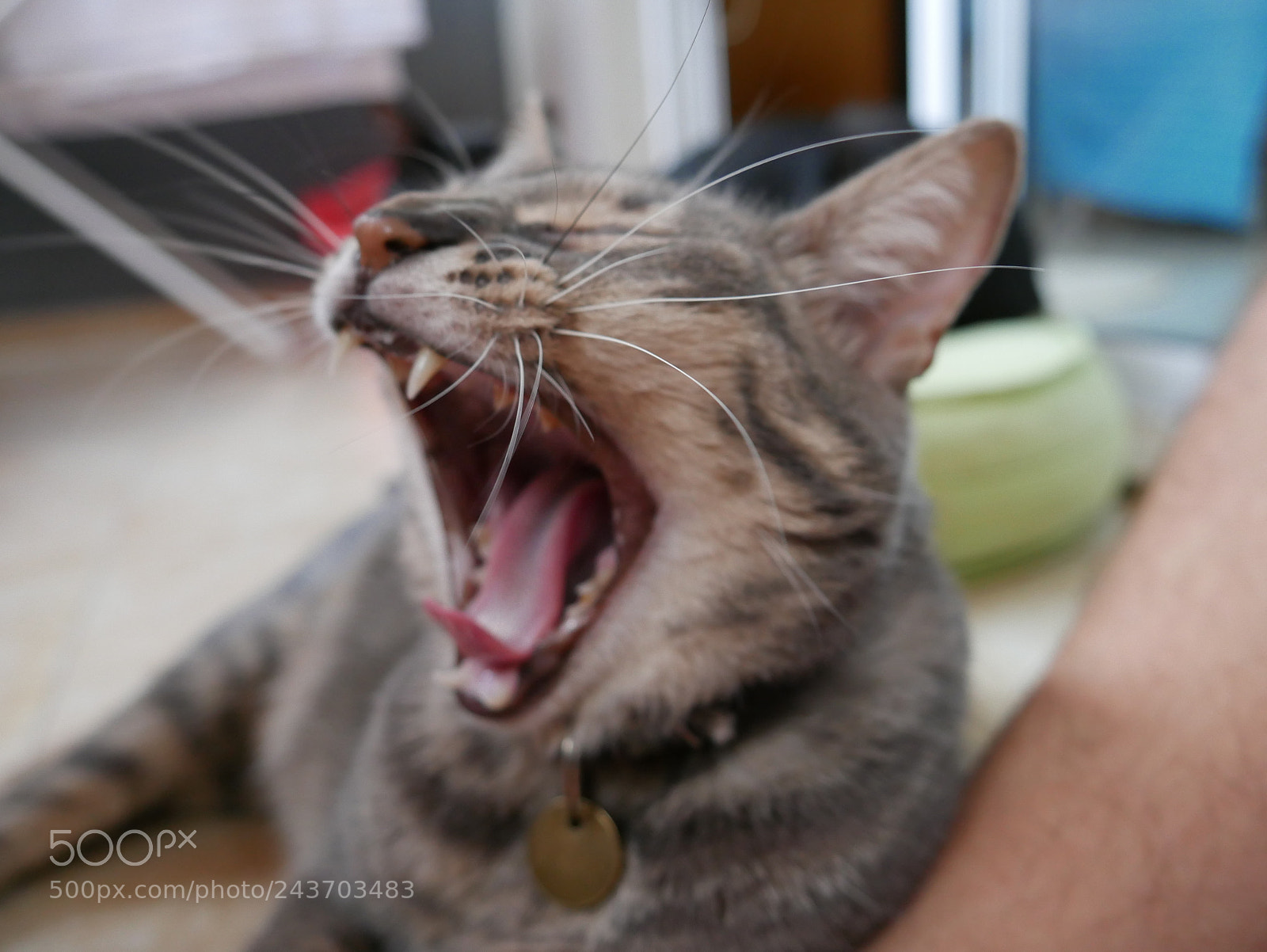 Panasonic Lumix DMC-G7 sample photo. P photography