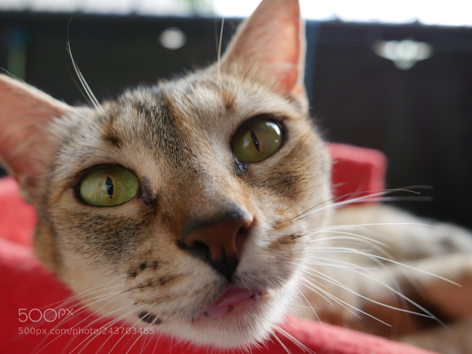 Panasonic Lumix DMC-G7 sample photo. P photography