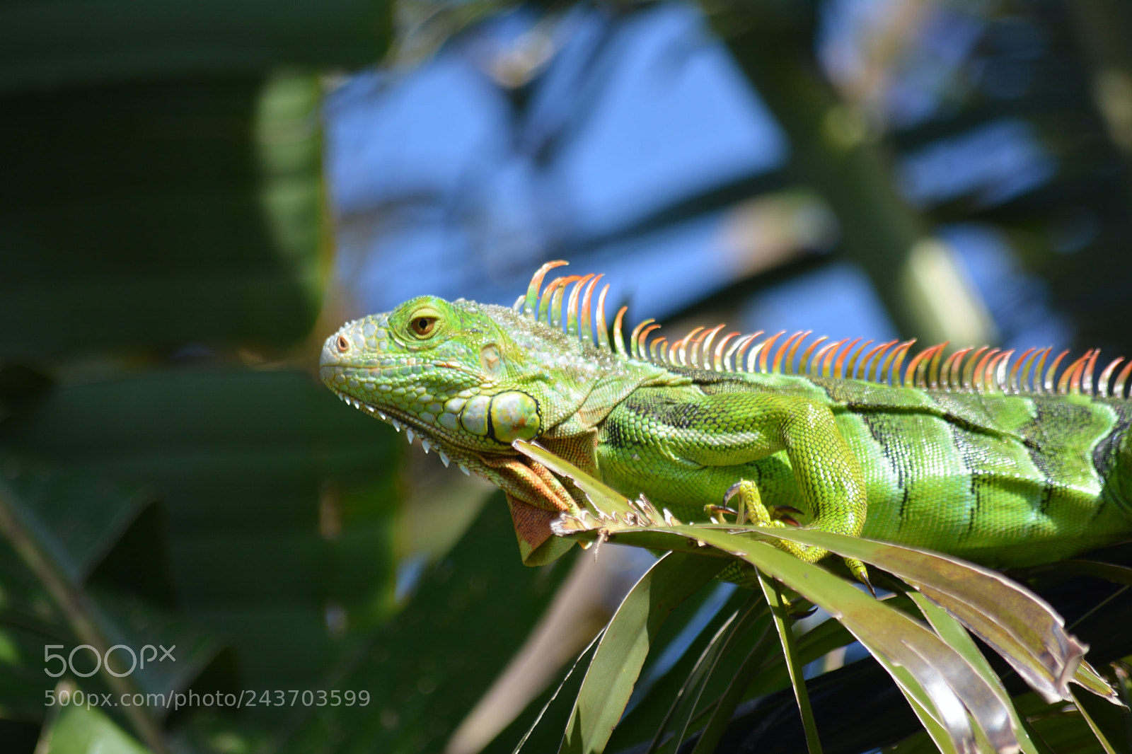 Nikon D7100 sample photo. Green iguana photography