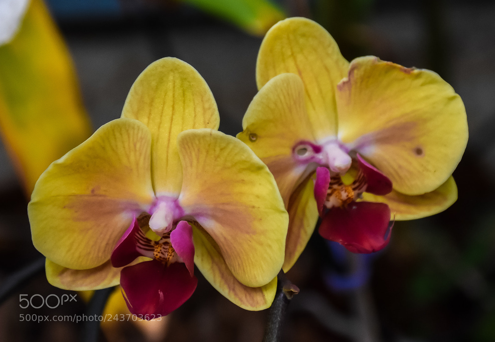 Nikon D7200 sample photo. Orchid bloom photography