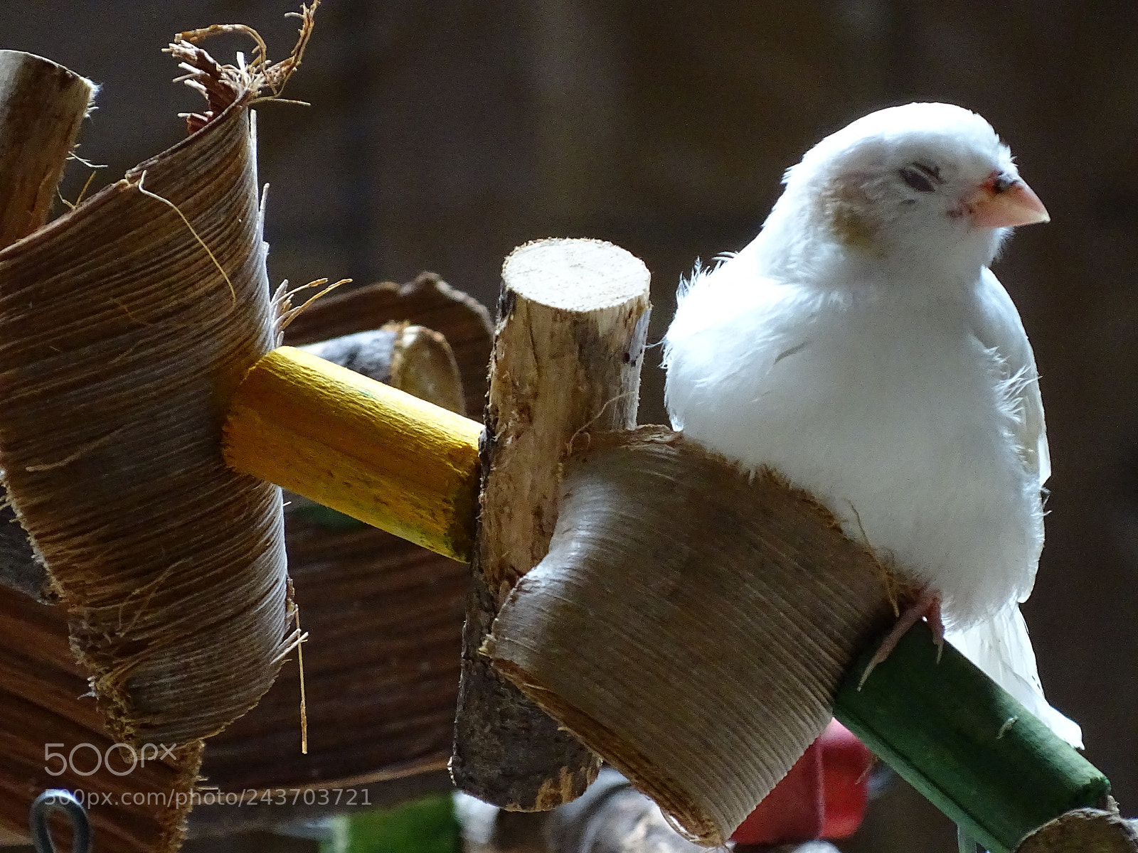 Sony Cyber-shot DSC-HX400V sample photo. Dsc photography