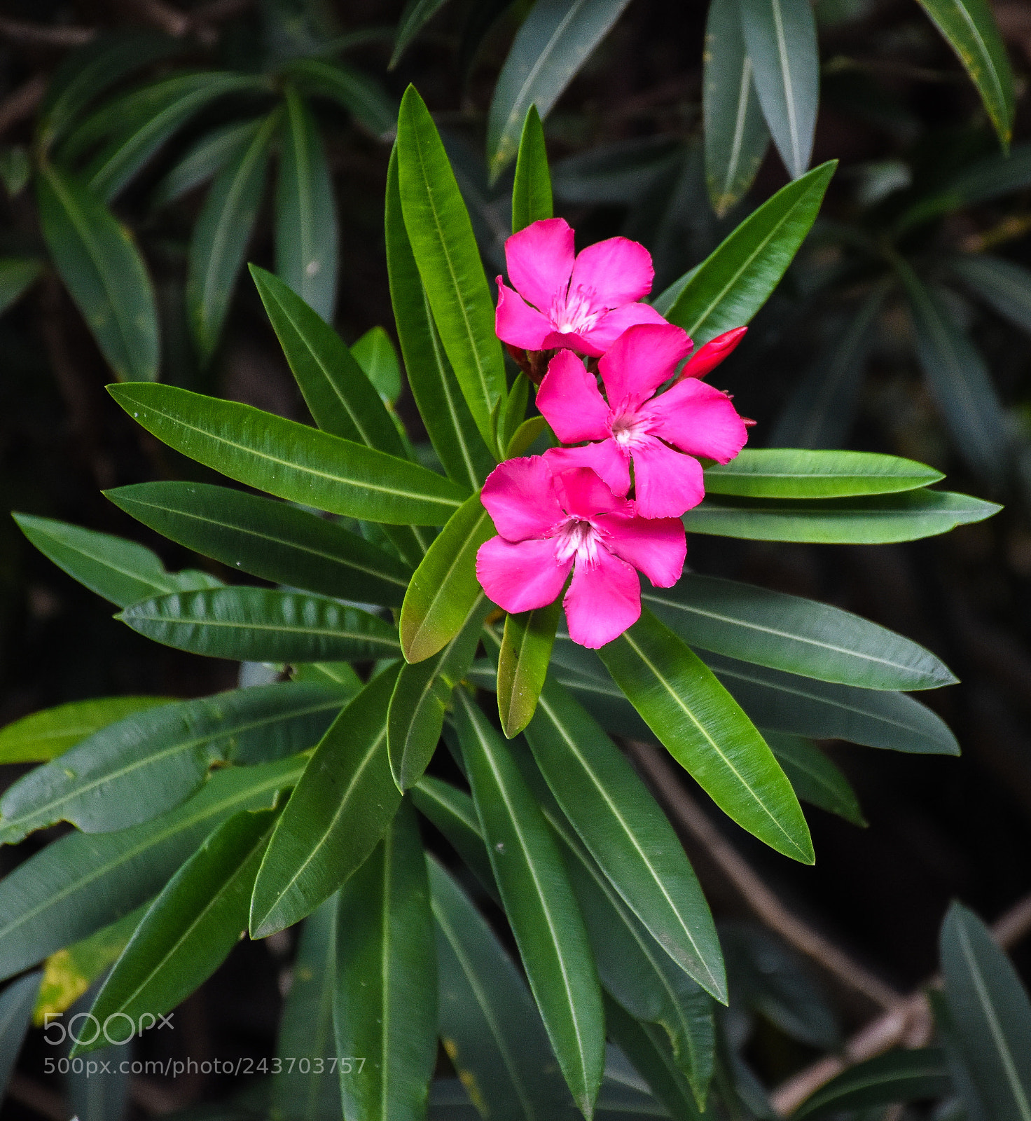 Nikon D7200 sample photo. Three little blooms photography