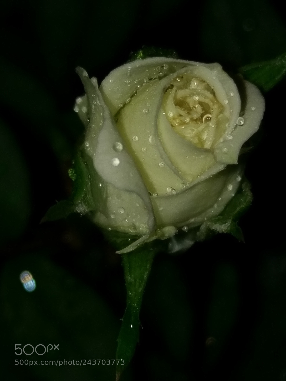 HTC 10 sample photo. Untitled photography