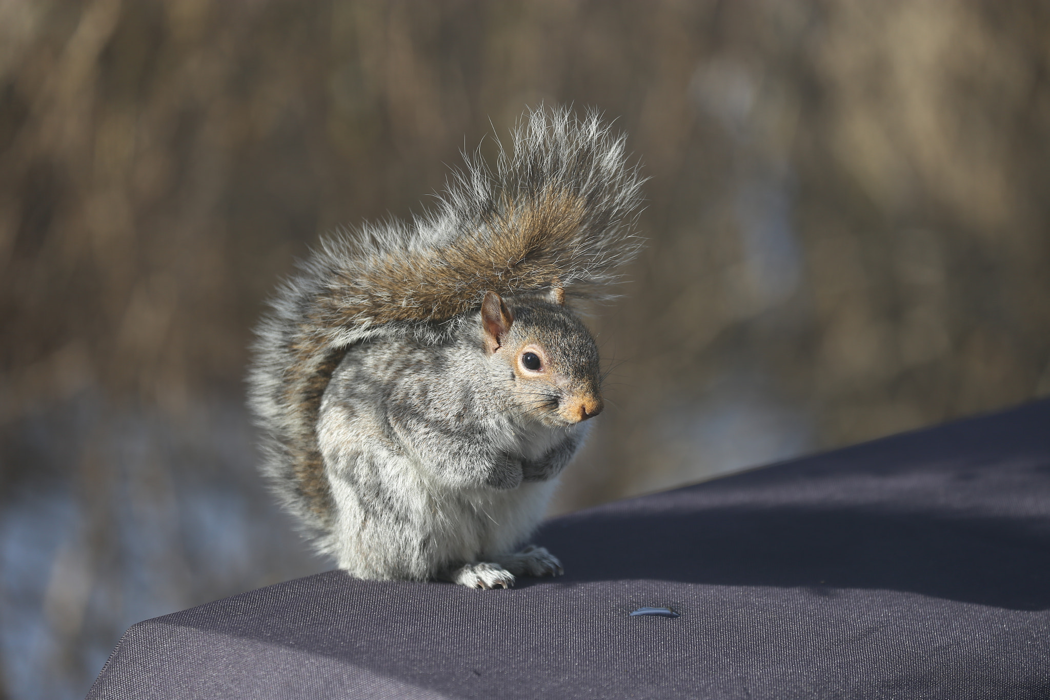 Canon EOS 6D + Canon EF 70-300mm F4-5.6L IS USM sample photo. Squirrel photography