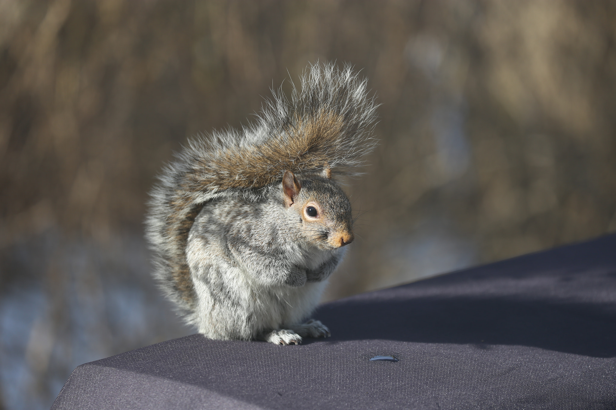 Canon EF 70-300mm F4-5.6L IS USM sample photo. Squirrel photography