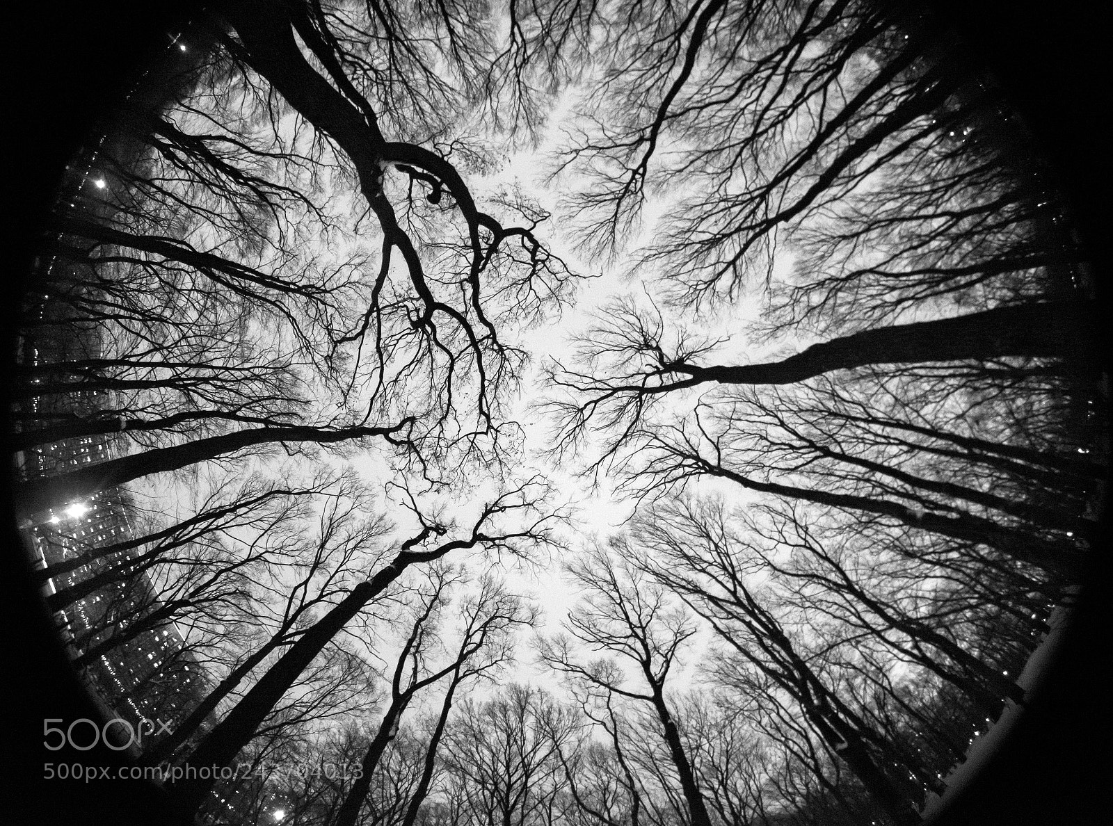 Nikon D610 sample photo. Madman eye photography