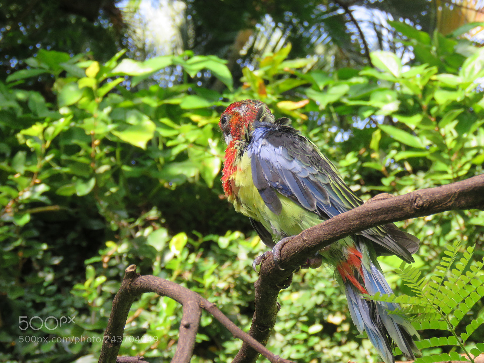 Canon PowerShot SX60 HS sample photo. () photography