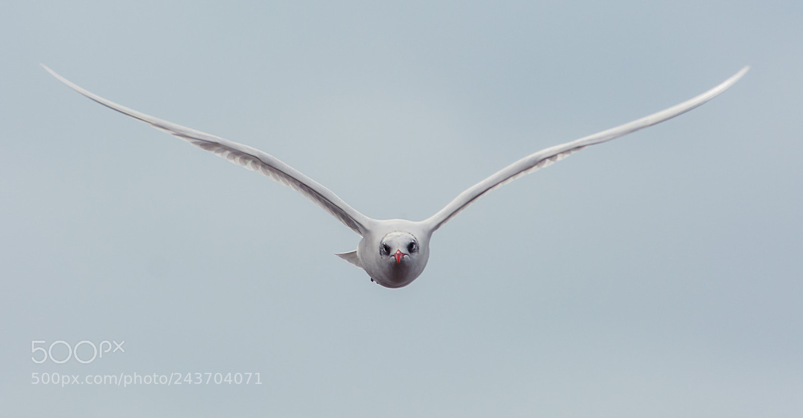 Nikon D7100 sample photo. Black headed gull photography