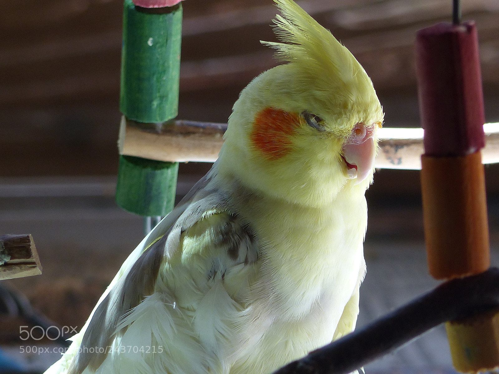 Panasonic Lumix DMC-FZ200 sample photo. P photography