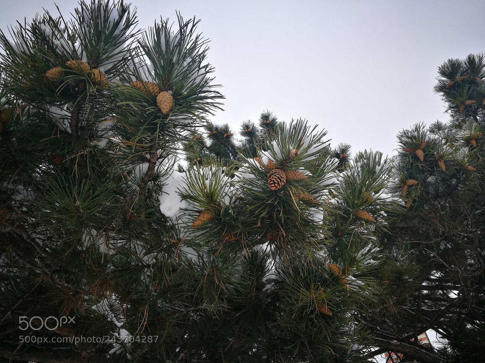 HUAWEI P9 sample photo. Untitled photography