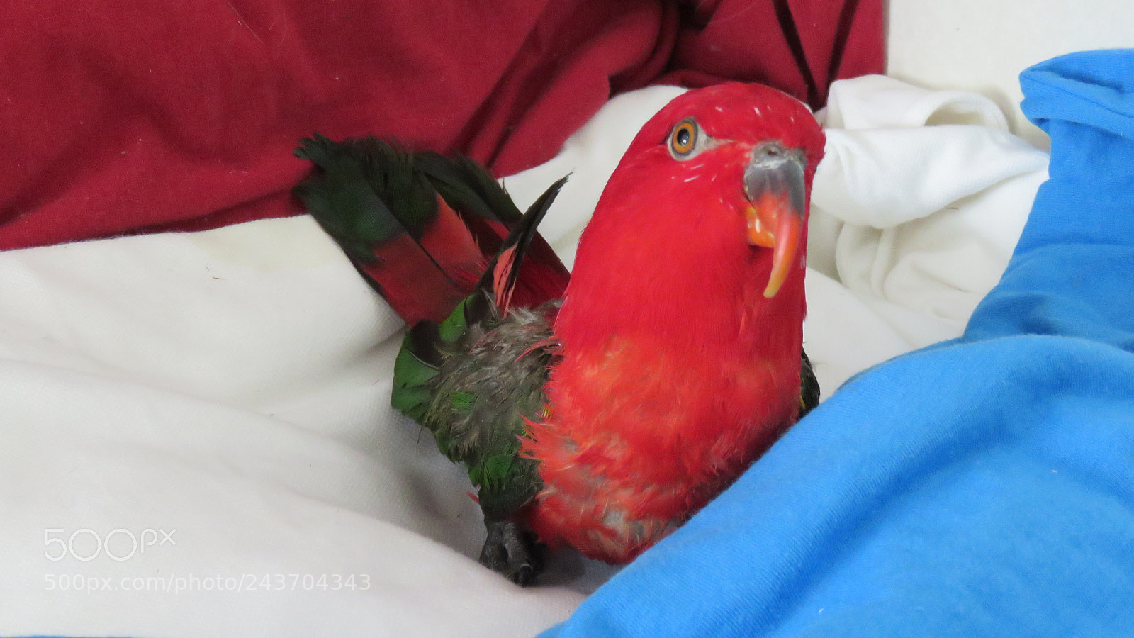 Canon PowerShot SX60 HS sample photo. () photography