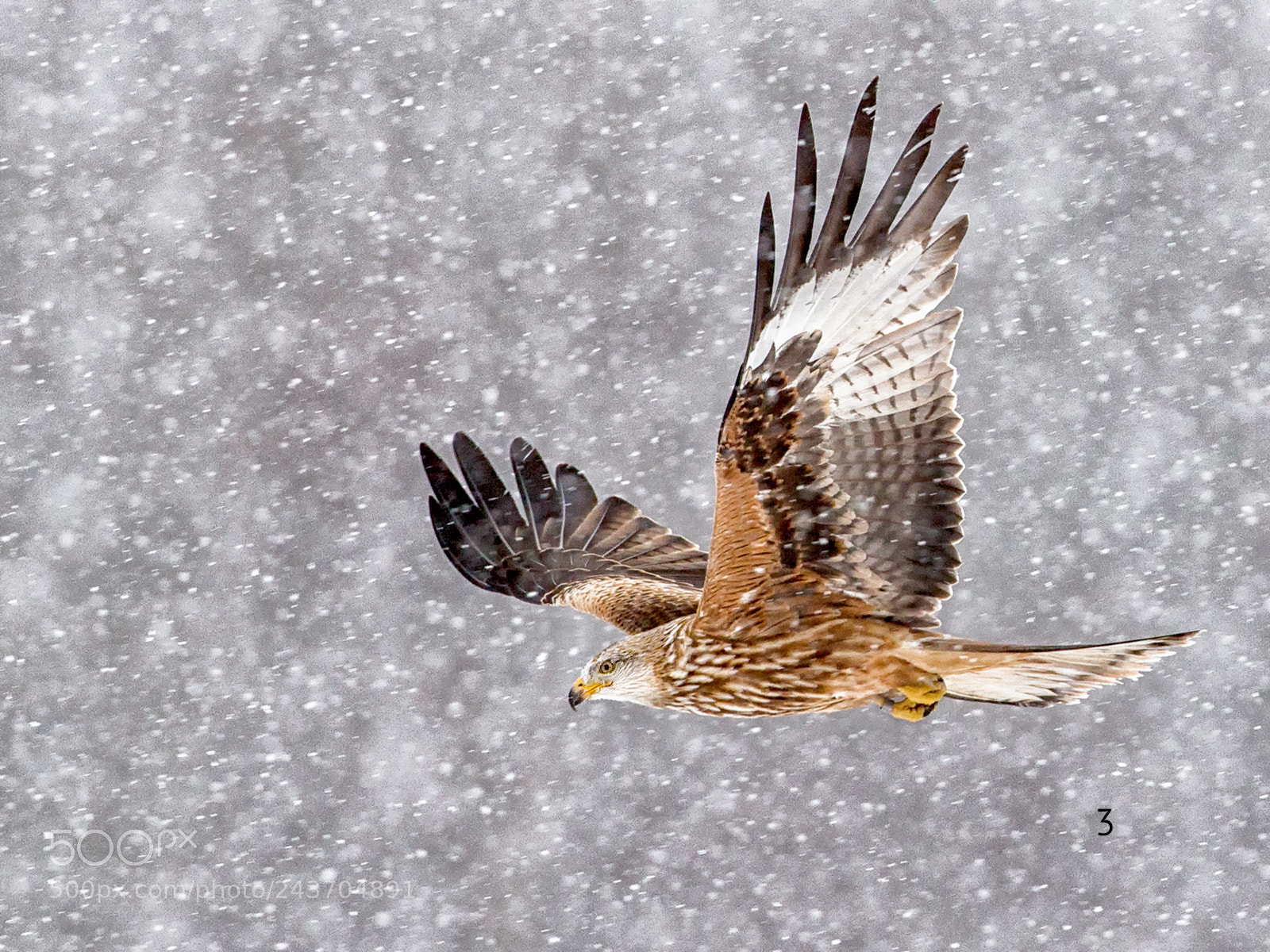 Canon EOS-1D X sample photo. Red kite in snowfall photography