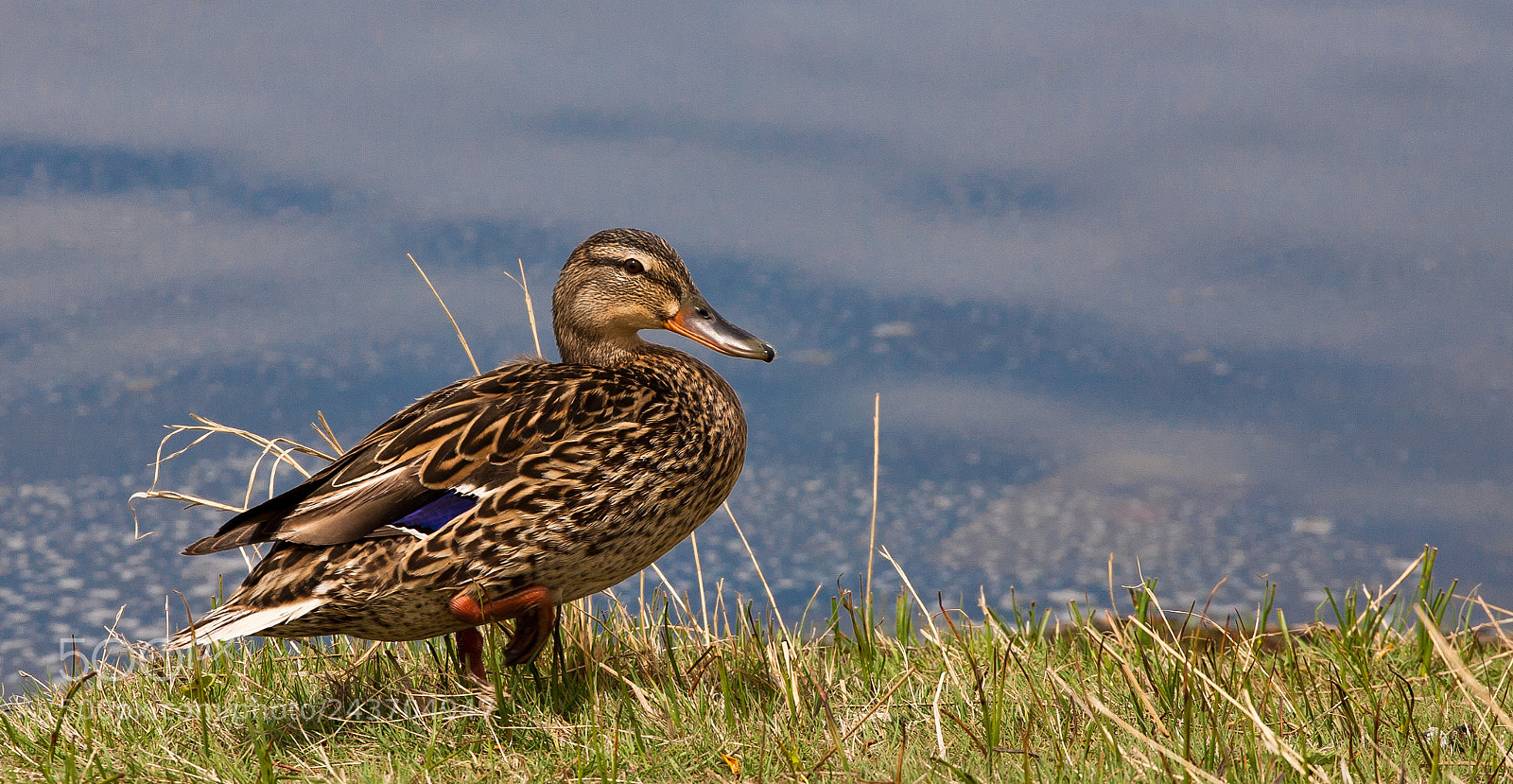 Canon EOS 5D sample photo. On the move photography