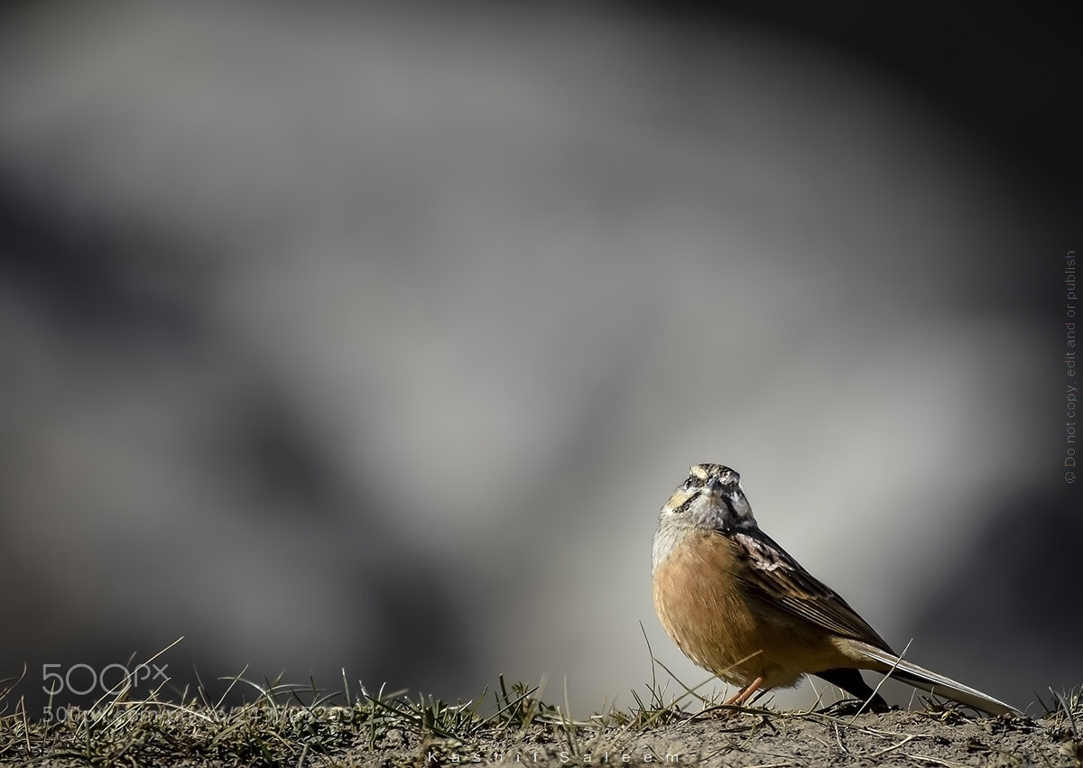 Nikon D7200 sample photo. Rock bunting photography