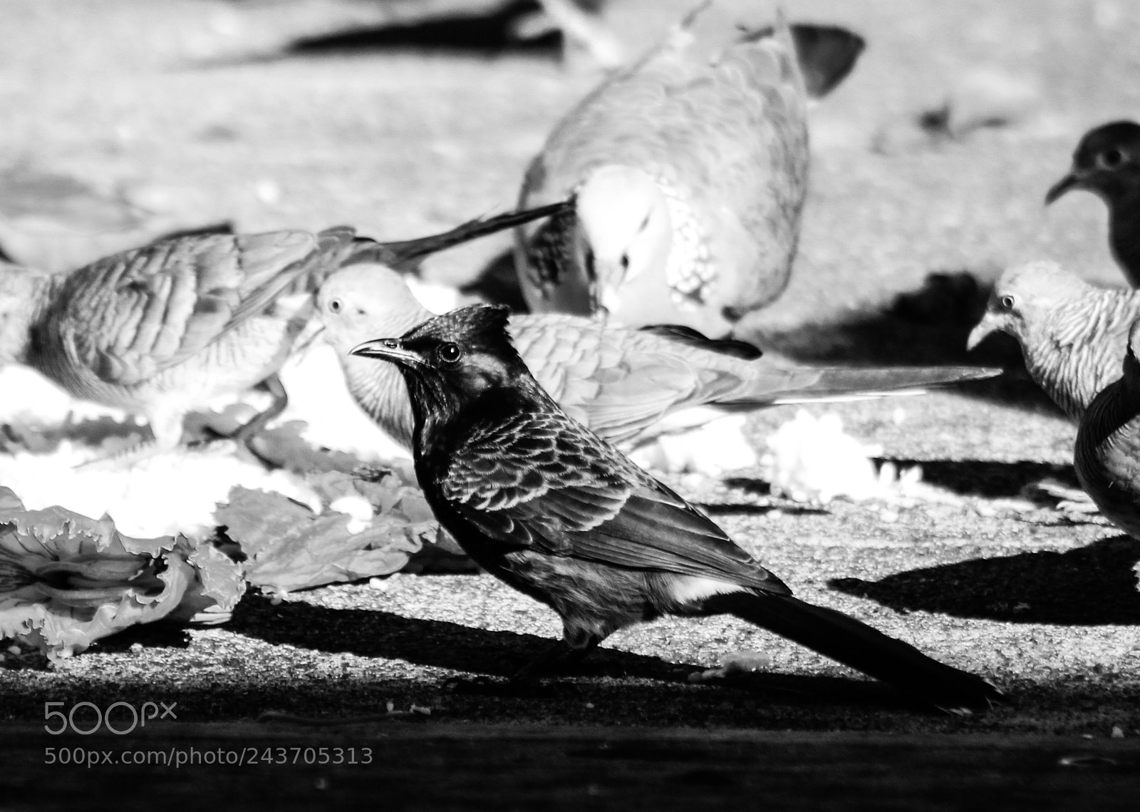 Canon EOS 1300D (EOS Rebel T6 / EOS Kiss X80) sample photo. Look at the birds photography