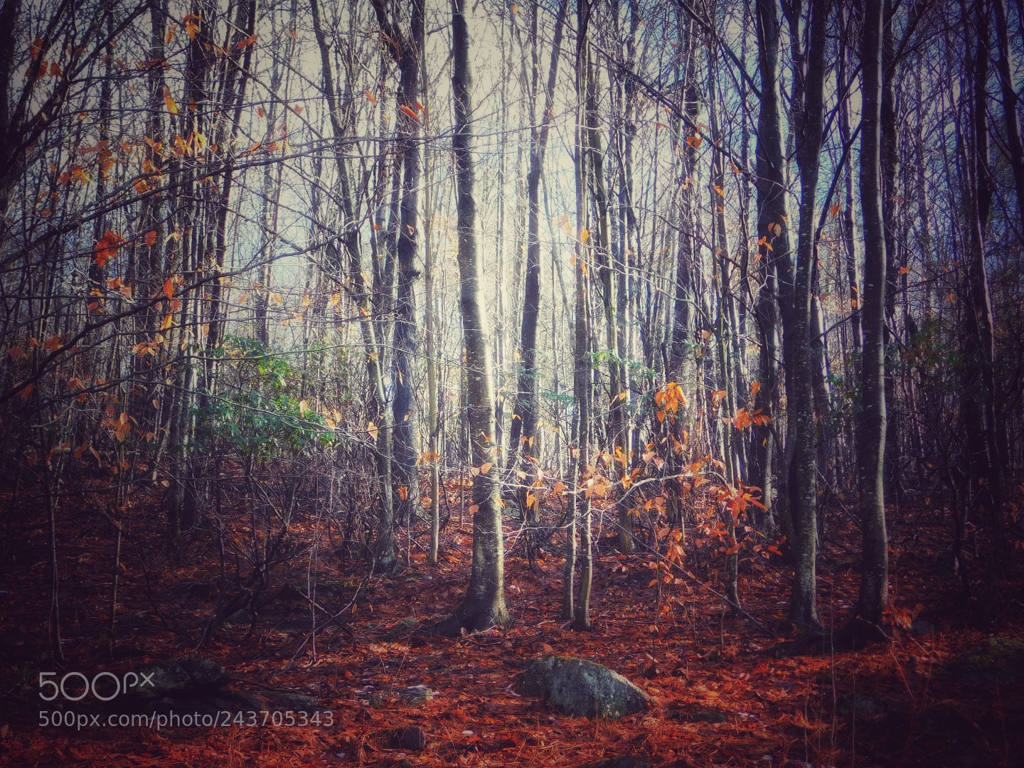 Nikon Coolpix B500 sample photo. Enchanted and mystical forest photography