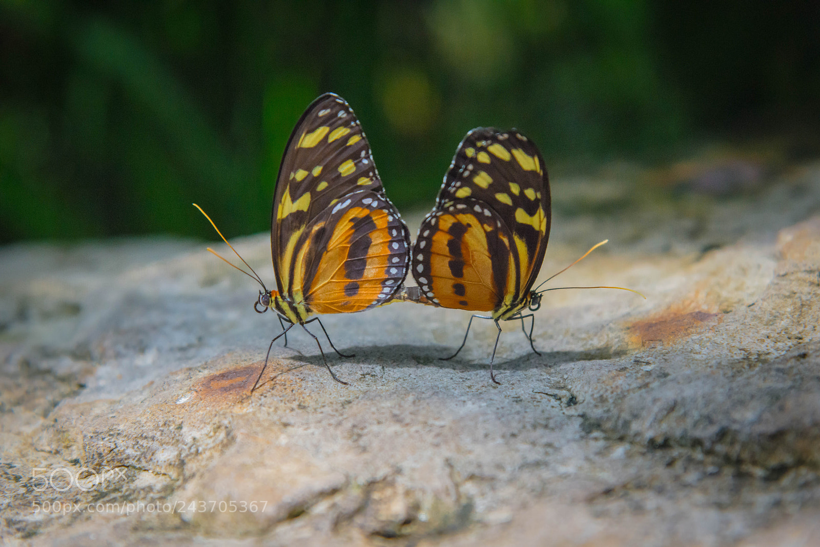 Nikon D800 sample photo. Butterflies photography