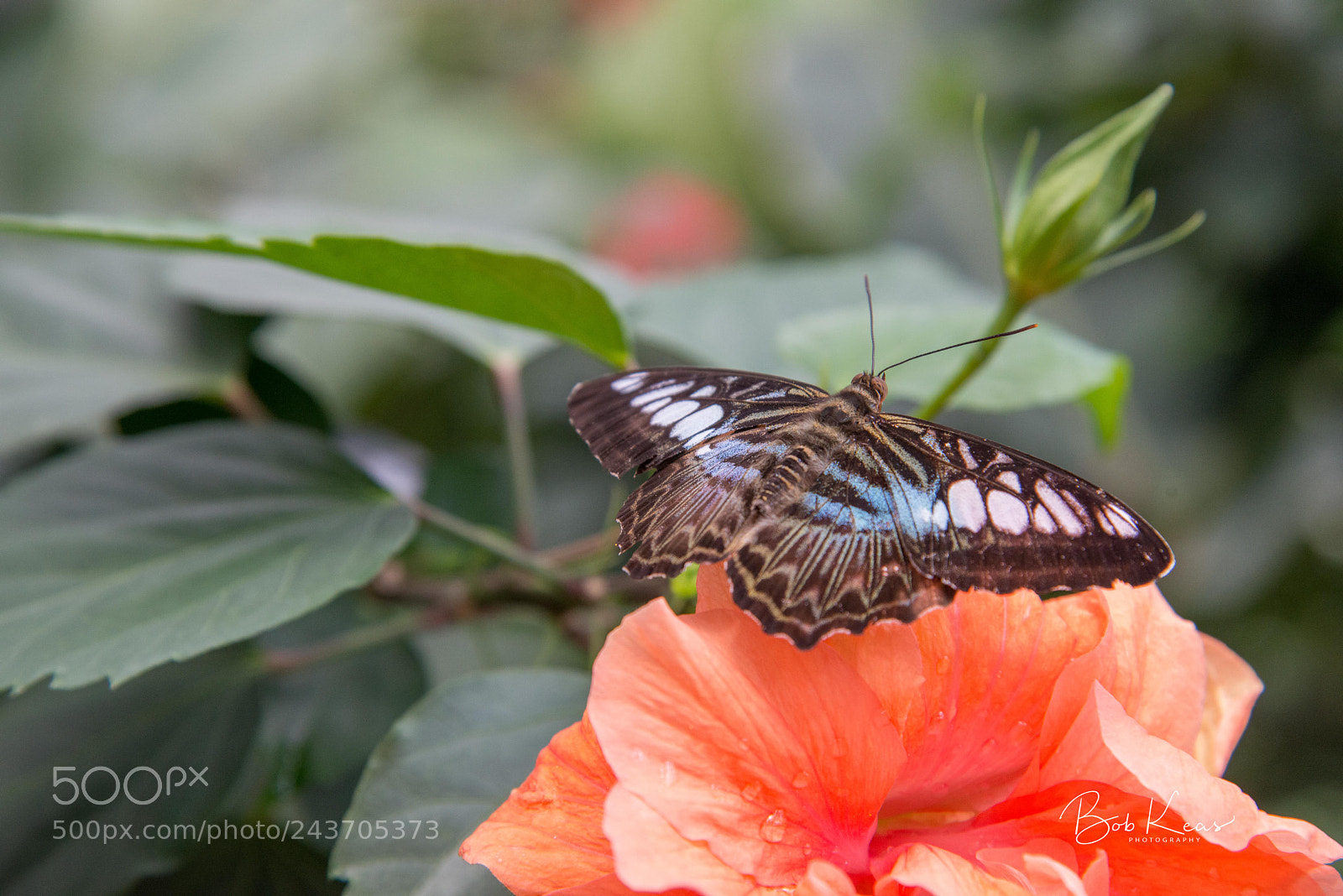 Nikon D800 sample photo. Untitled photography