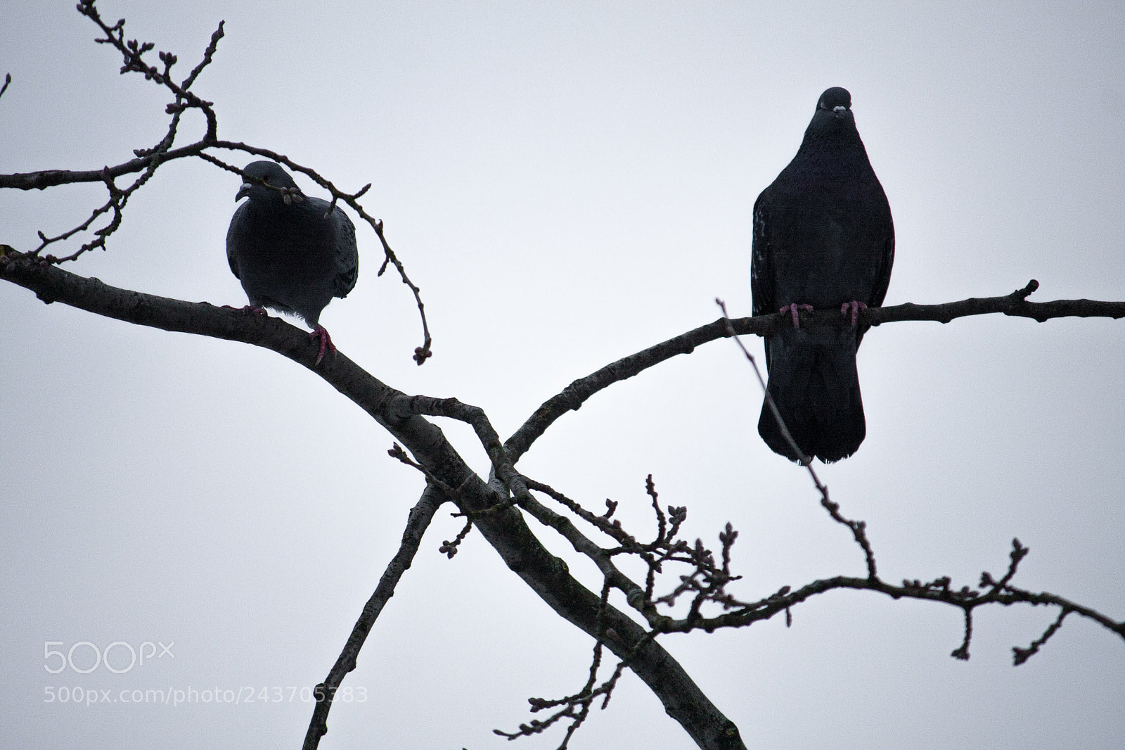 Canon EOS 40D sample photo. Some pidgeons sitting on photography