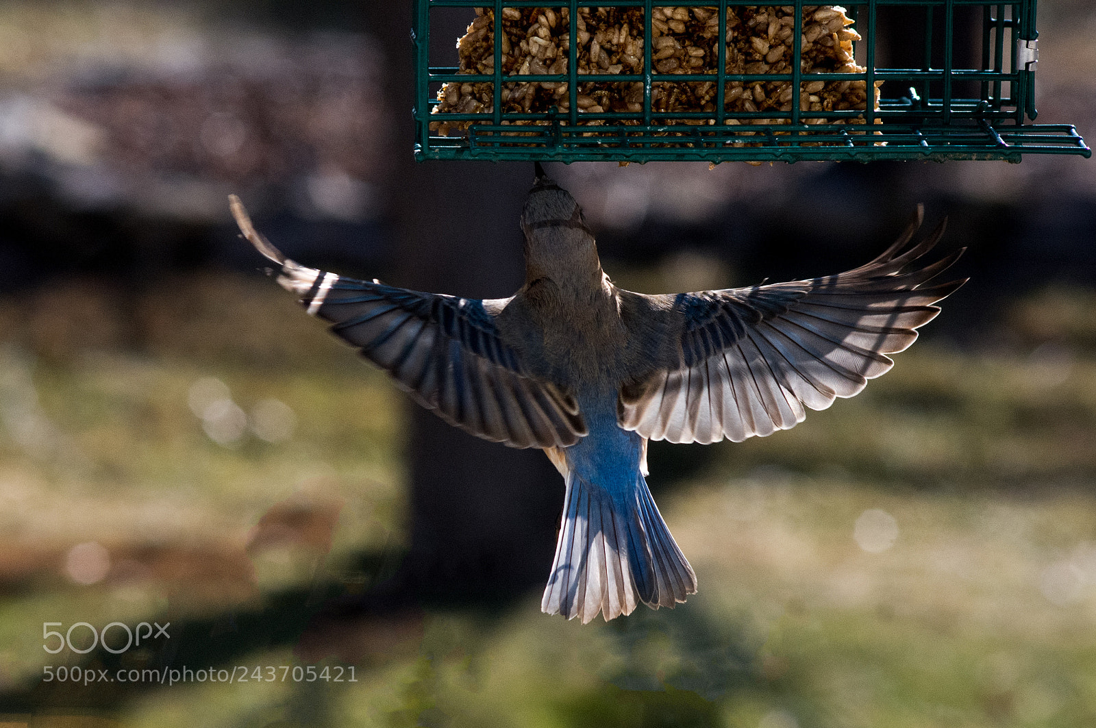 Pentax K-x sample photo. Leaping for food photography