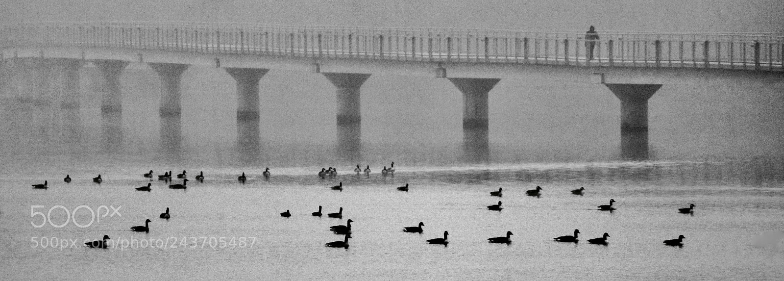Canon EOS 50D sample photo. Morning  fog photography