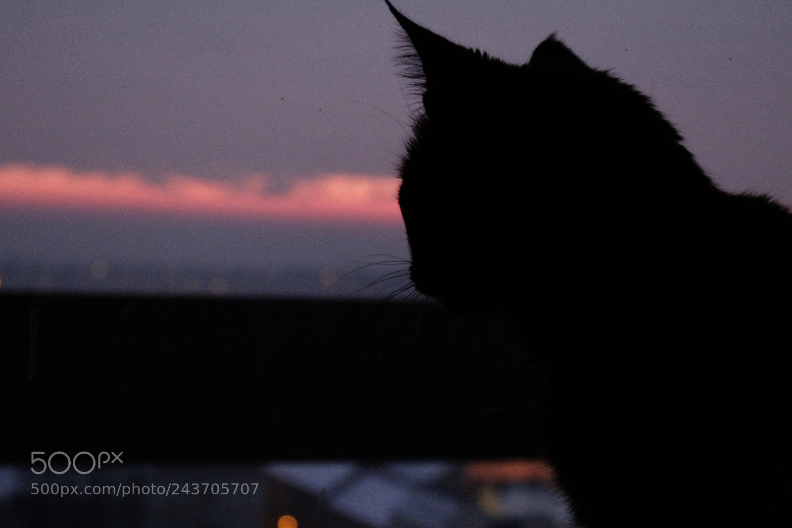 Canon EOS 1300D (EOS Rebel T6 / EOS Kiss X80) sample photo. Cat photography