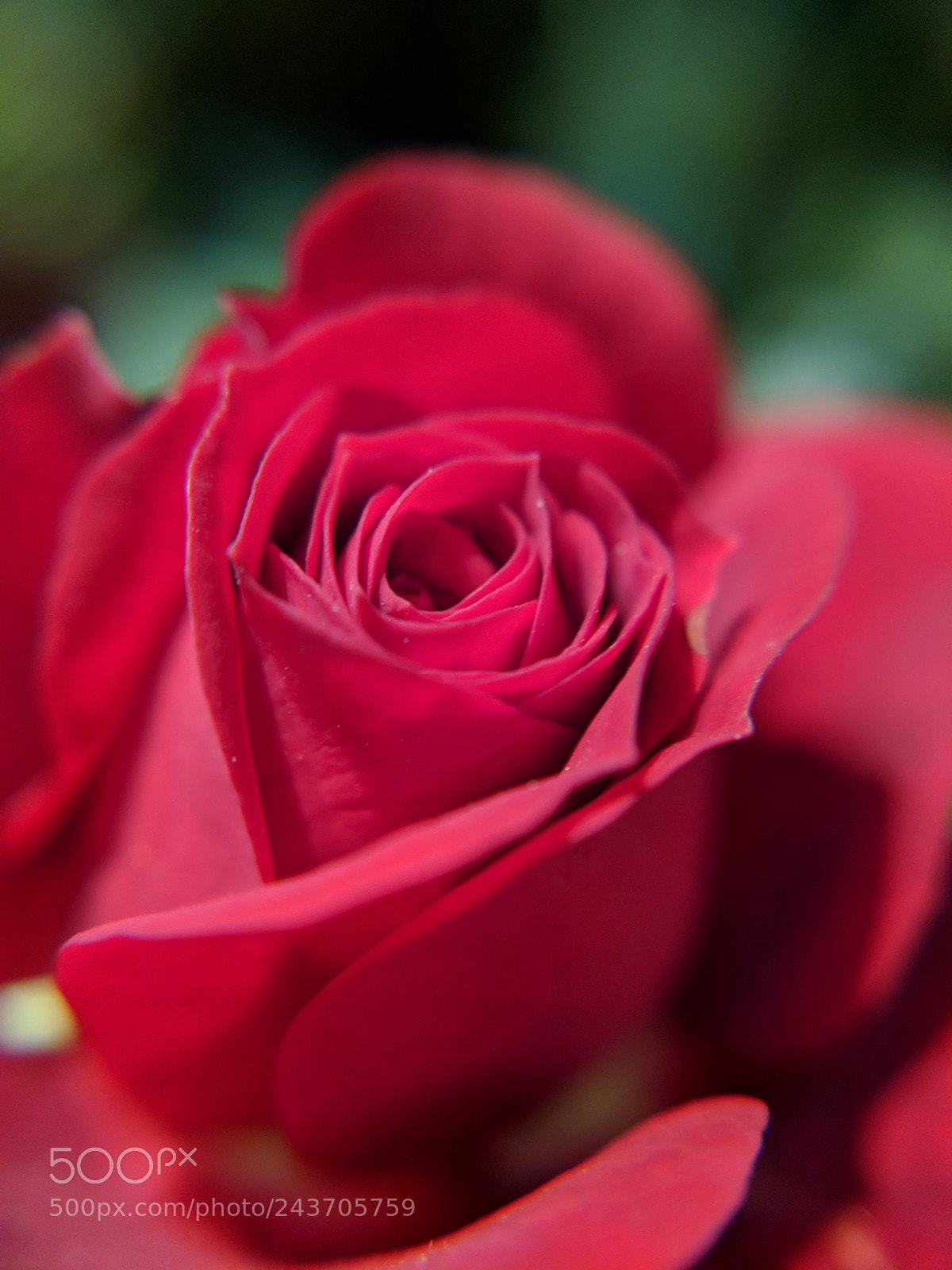 Google Pixel 2 sample photo. Bright red rose photography