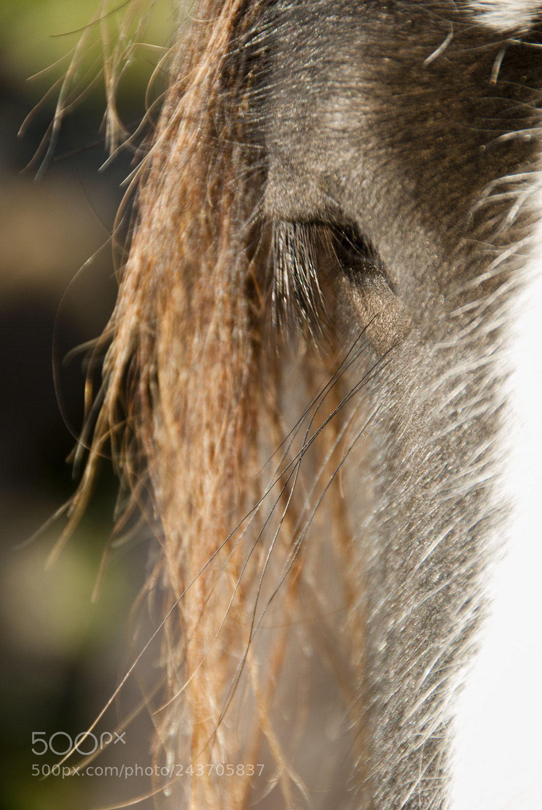 Nikon D80 sample photo. Horse photography