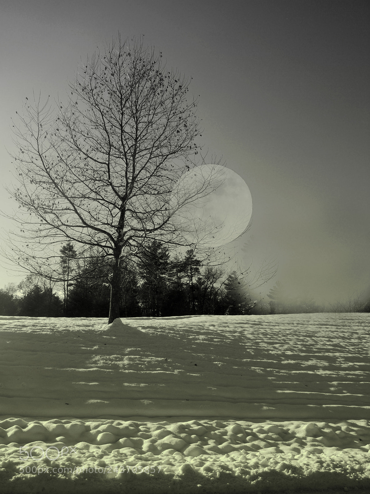 Nikon D60 sample photo. Chilling with the moon! photography