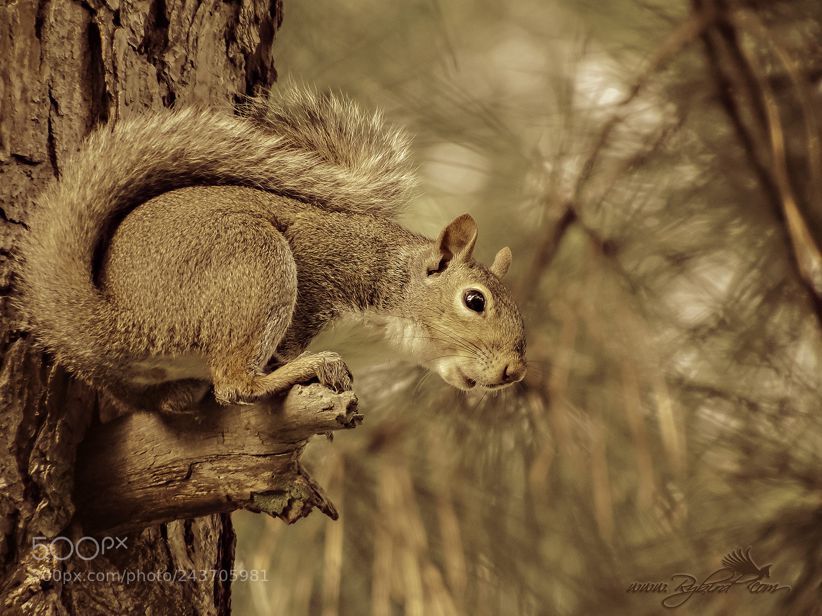 Fujifilm FinePix S1 sample photo. Protecting his nuts photography