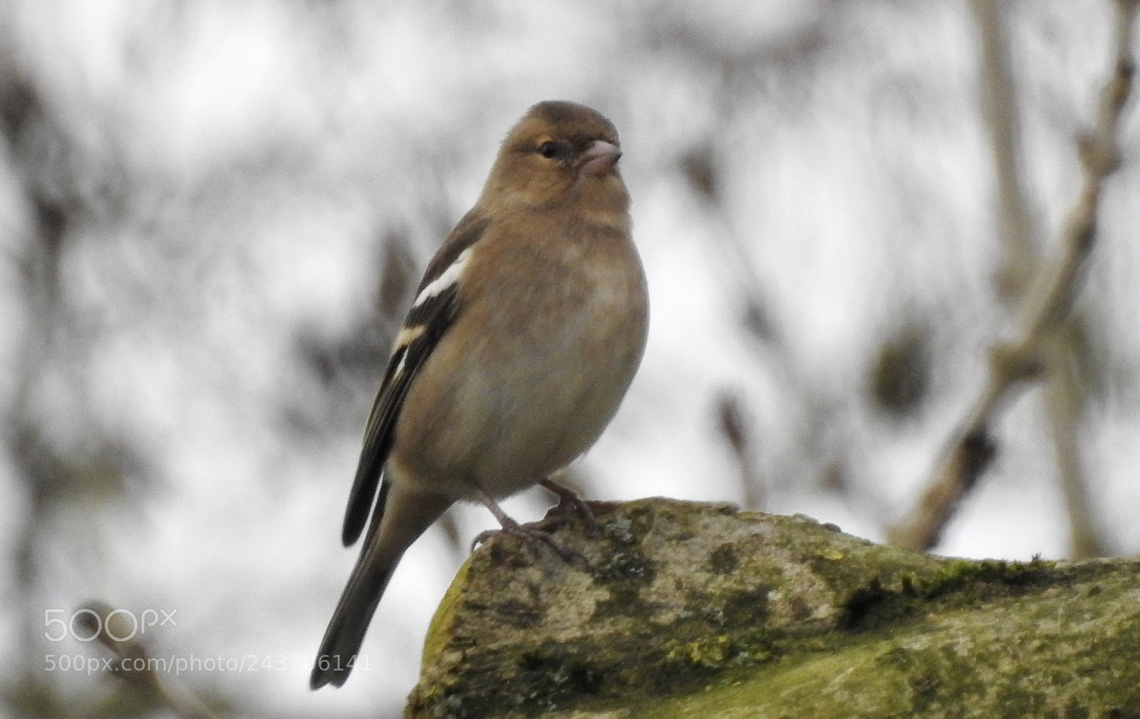 Nikon Coolpix P900 sample photo. Female finch.... photography