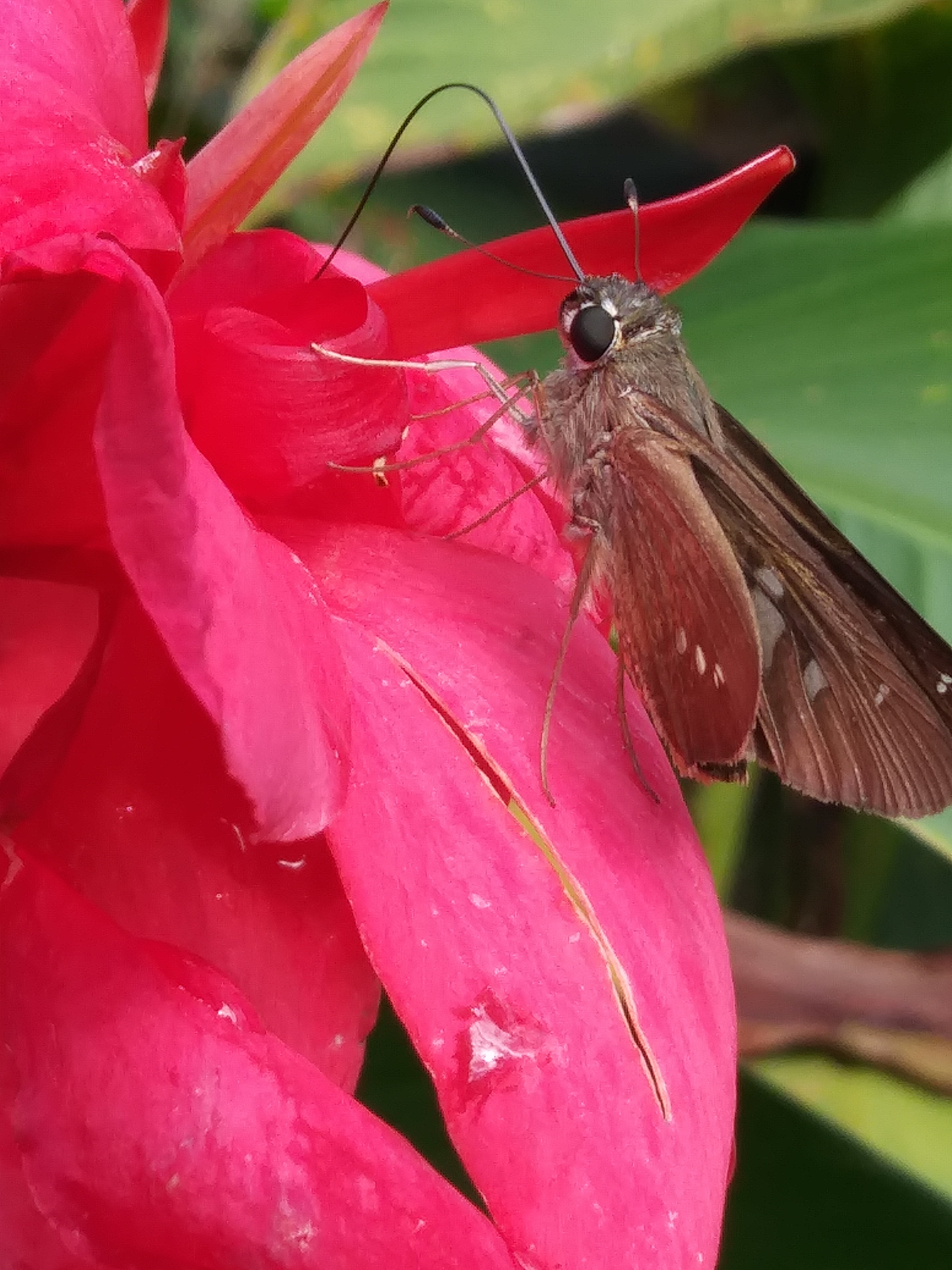 LG K20 V sample photo. The moth and the cana lily photography