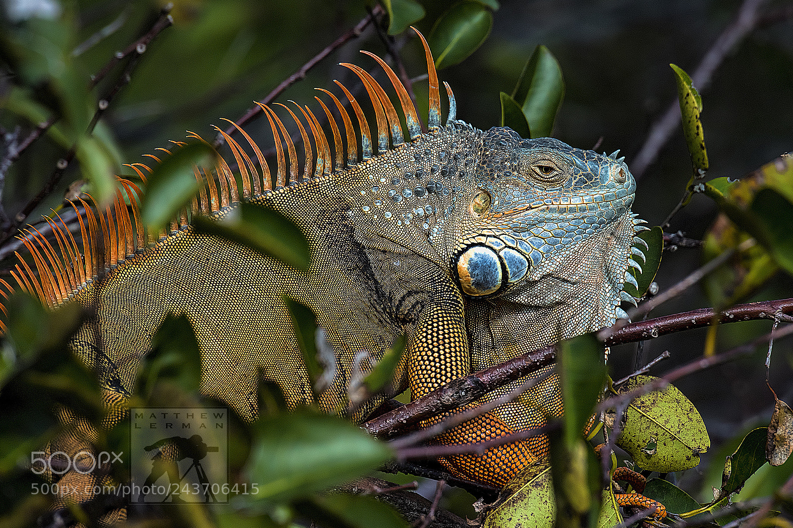 Nikon D810 sample photo. Iguana ii photography
