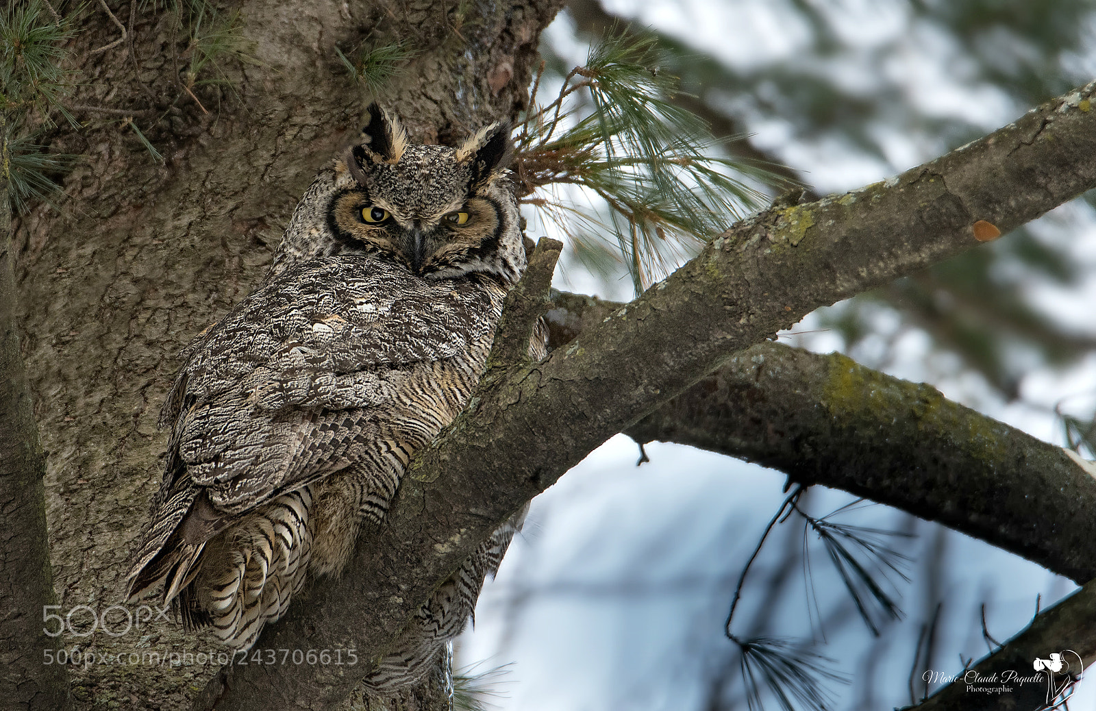 Nikon D500 sample photo. Grand-duc photography