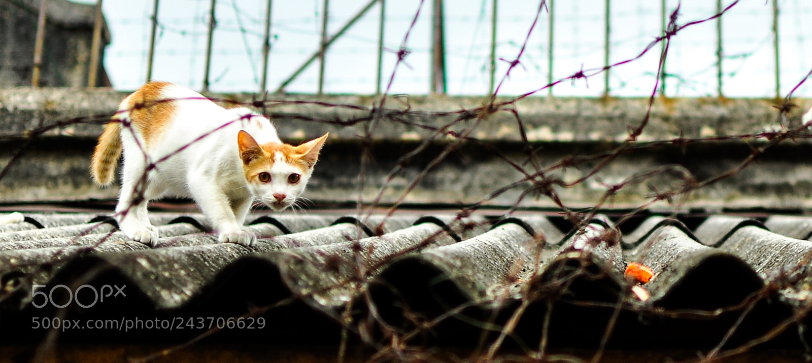 Nikon D5000 sample photo. Untitled photography