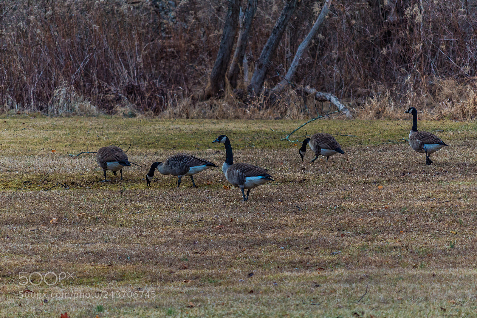 Canon EOS 1300D (EOS Rebel T6 / EOS Kiss X80) sample photo. Geese photography