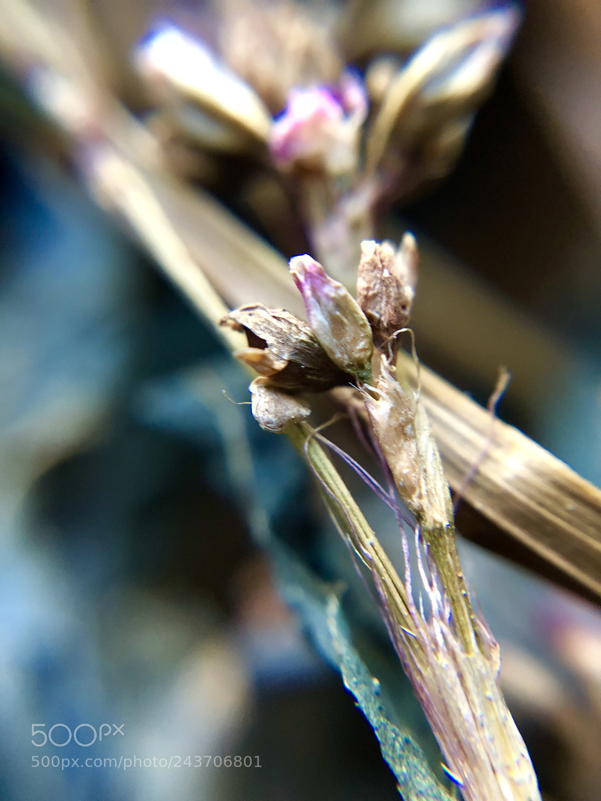 Apple iPhone 8 Plus sample photo. Dried indigo flower photography