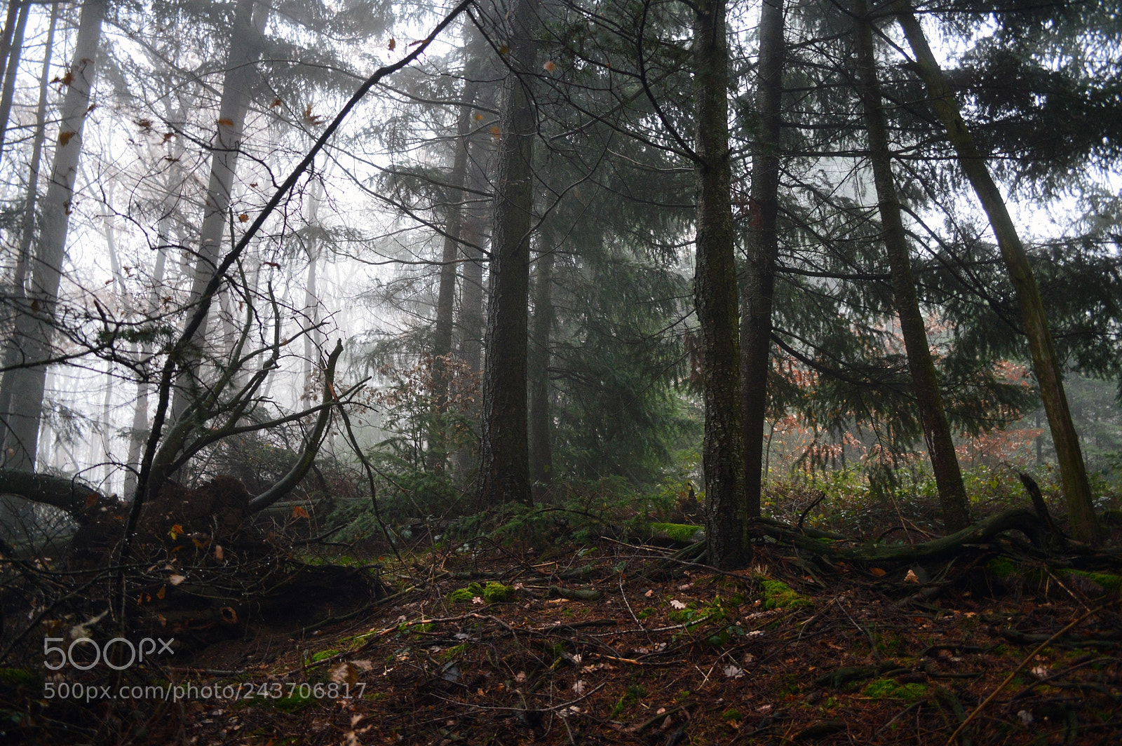 Nikon D3200 sample photo. French woodland 1 photography