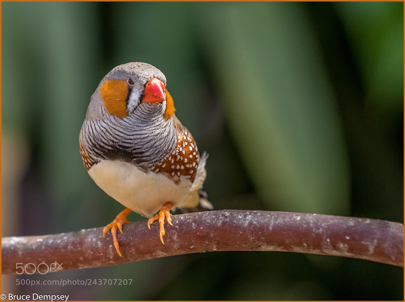 Sony a7R sample photo. Bird on branch photography