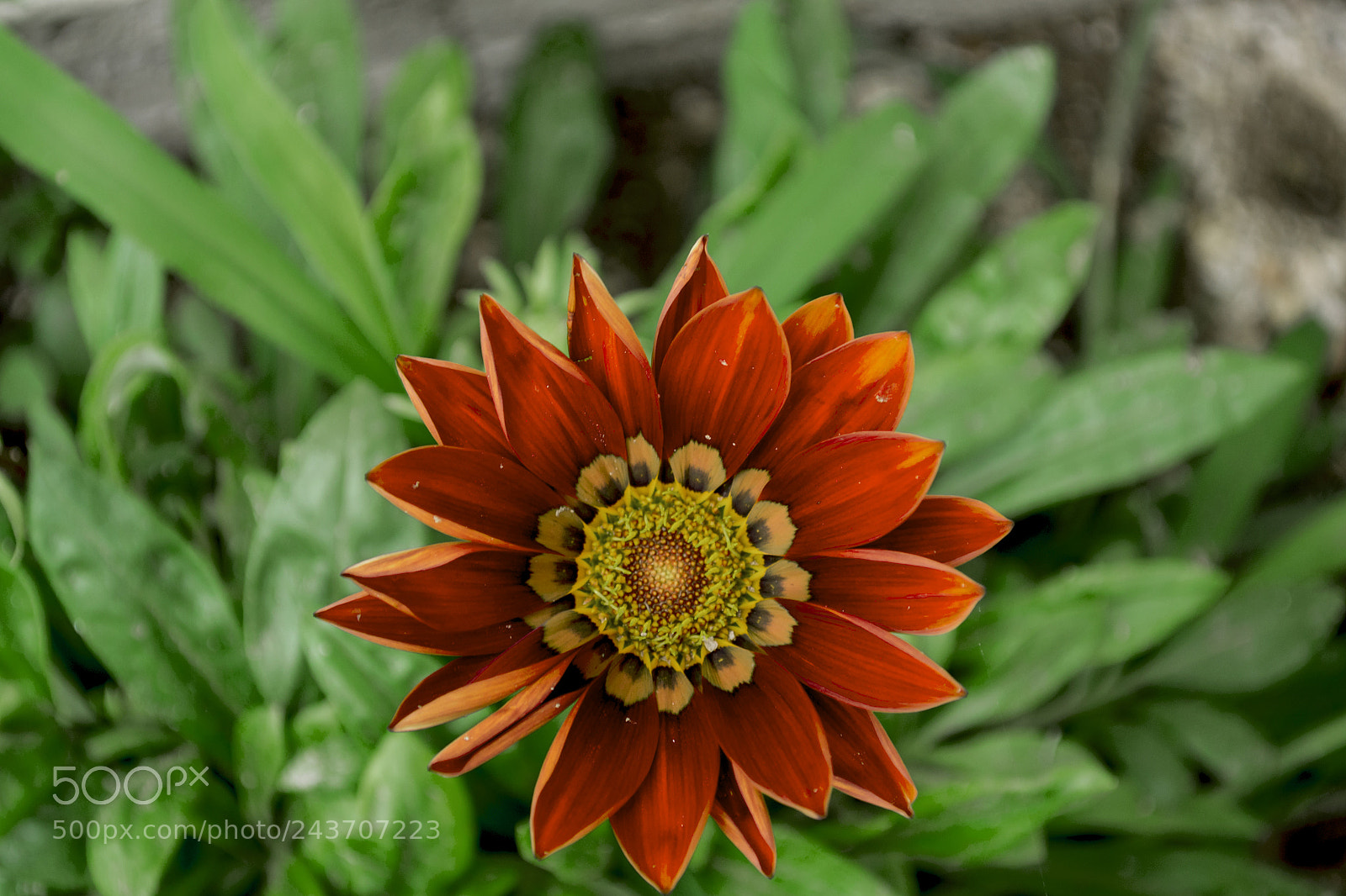 Nikon D3100 sample photo. Gazania roja photography