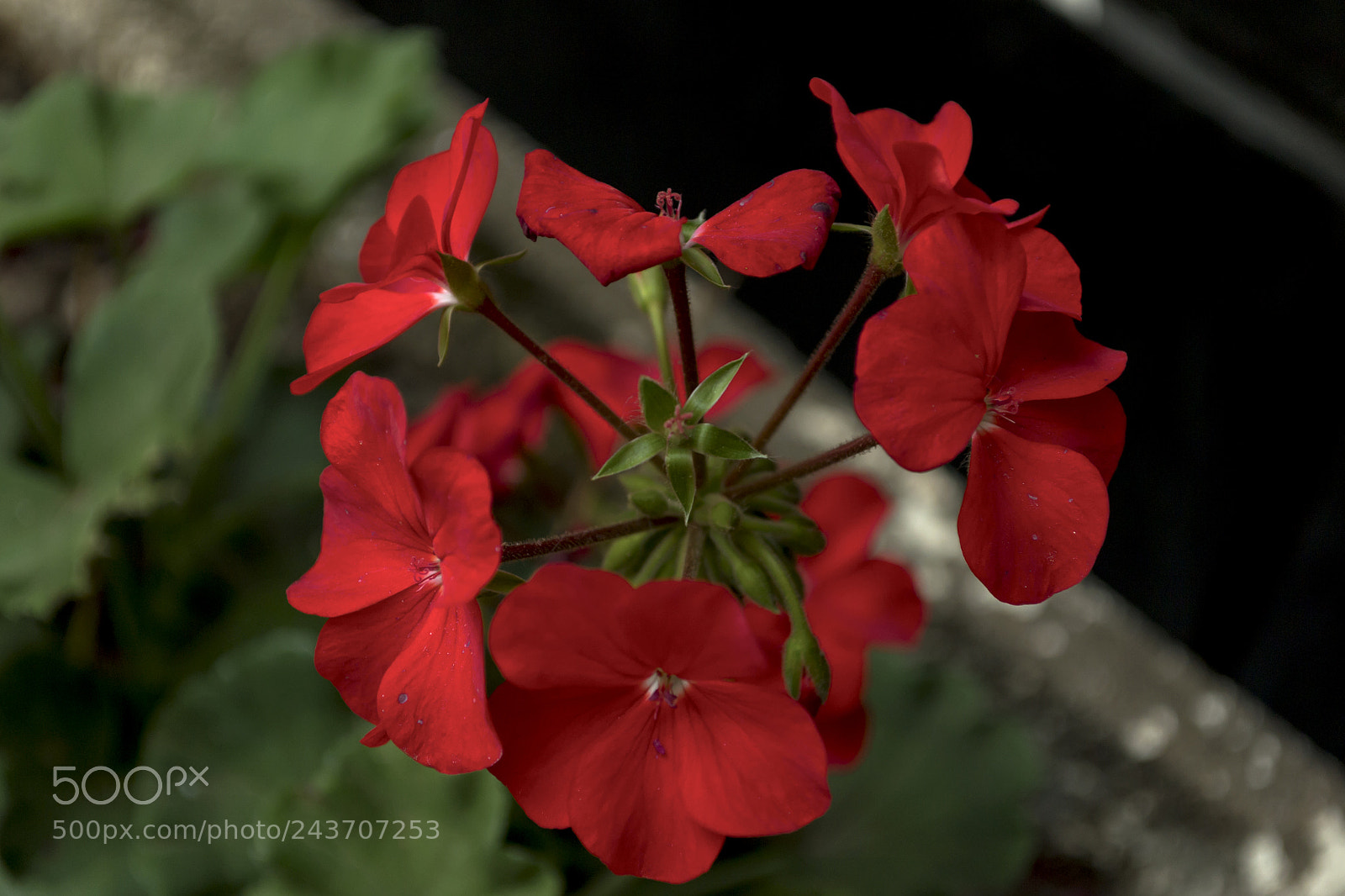 Nikon D3100 sample photo. Geranio rojo photography
