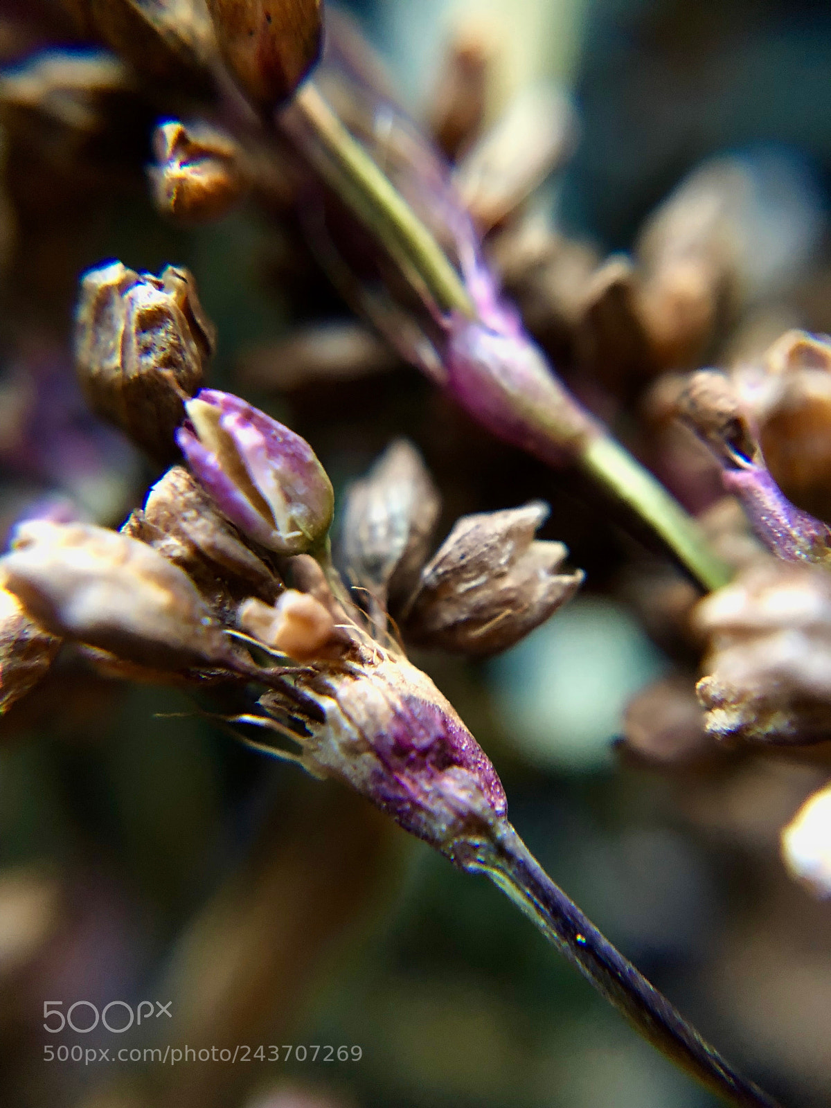 Apple iPhone 8 Plus sample photo. Dried indigo flowers photography