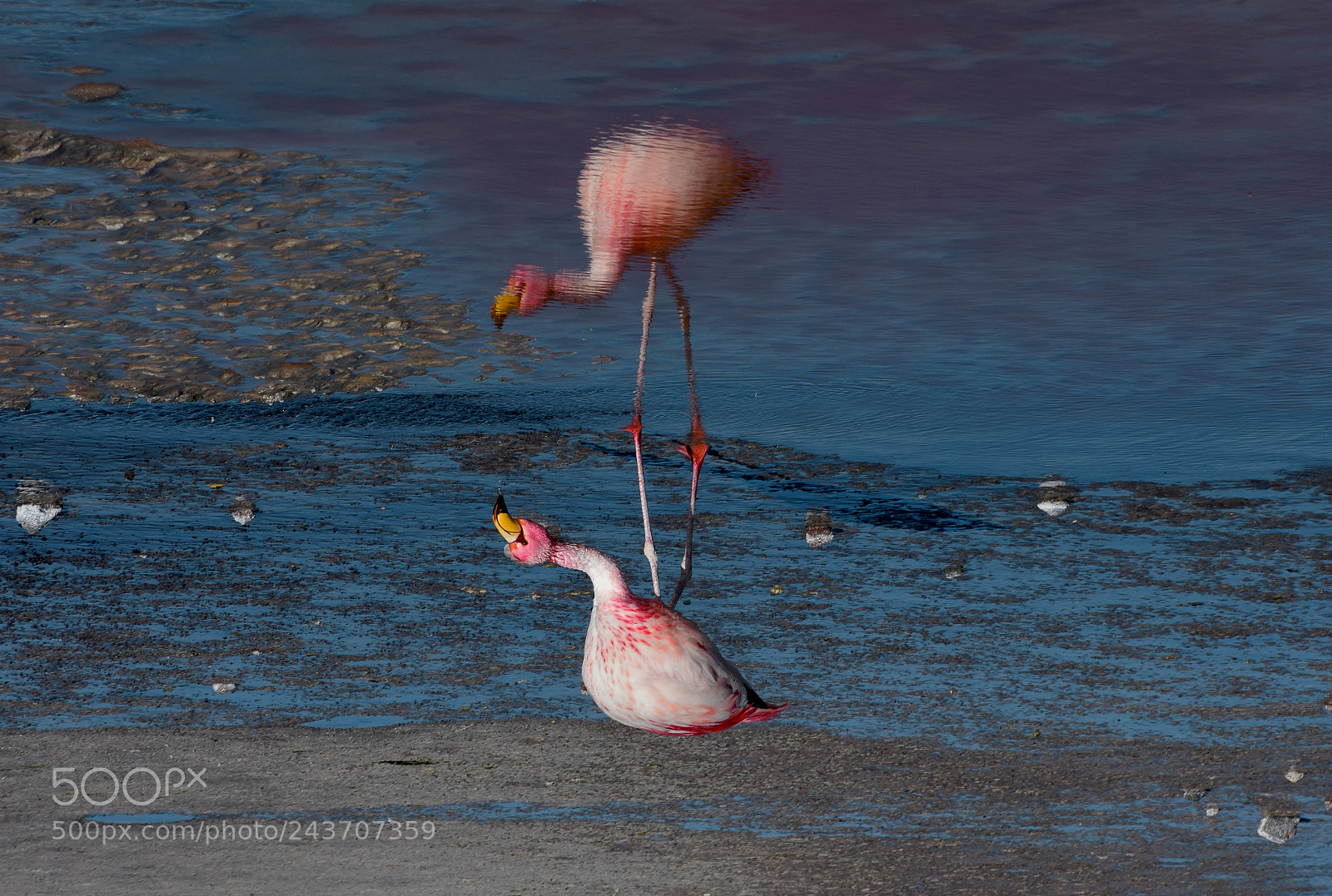 Nikon D7200 sample photo. Laguna colorada photography